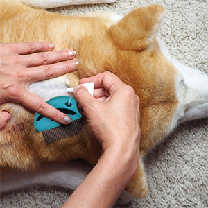 A person applying flea treatment on the back of a dog's neck using a comb and liquid solution.